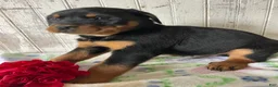 Rottweiler dogs for sale: Axel - Ad 1