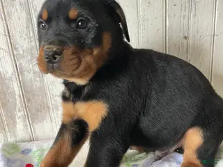 Rottweiler dogs Axel - Ad 33