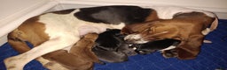 Basset Hound dogs for sale: Sleepy - Ad 7