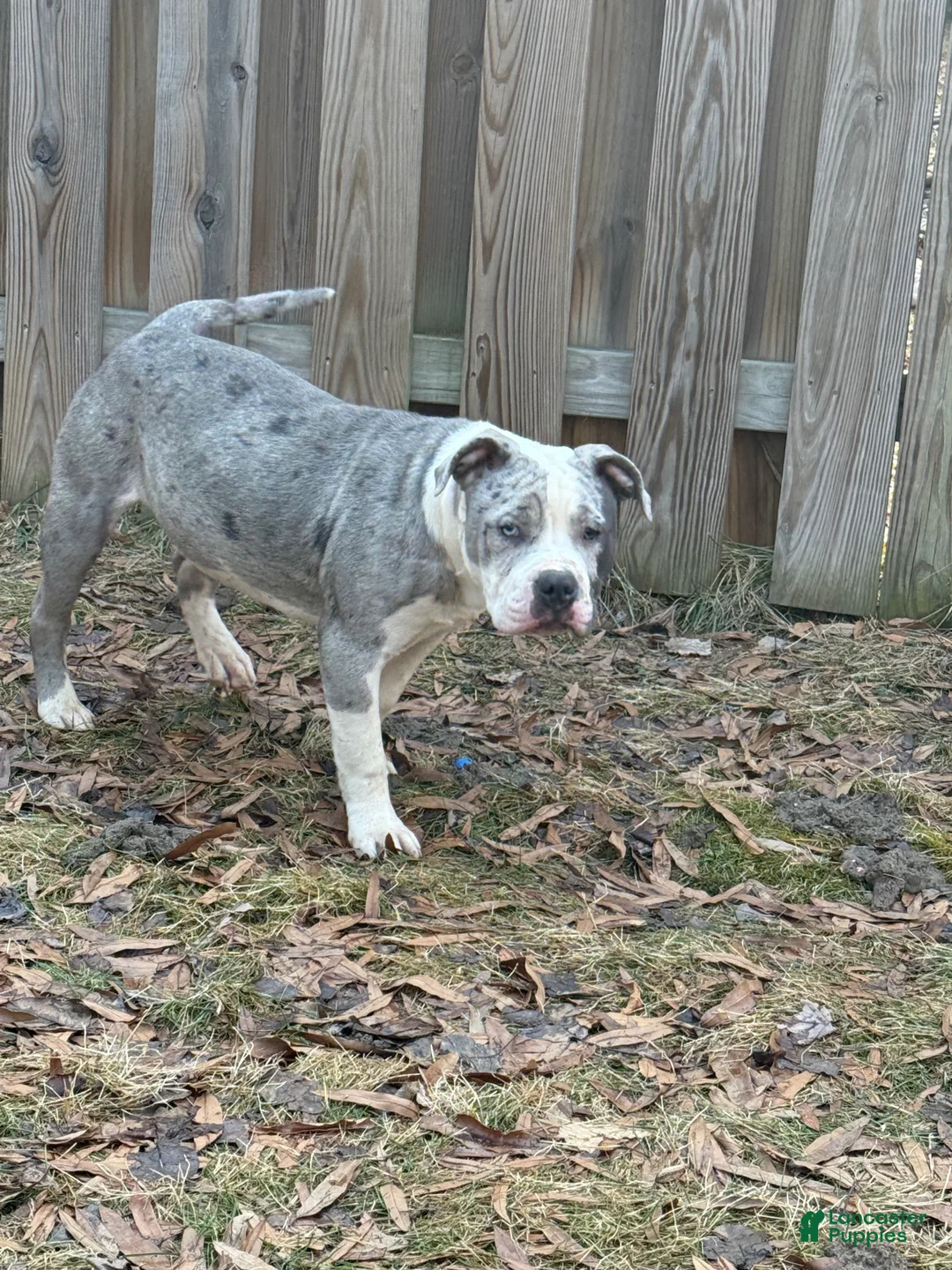 American Bully dogs for sale: American Bully Puppy 1 - Ad 4