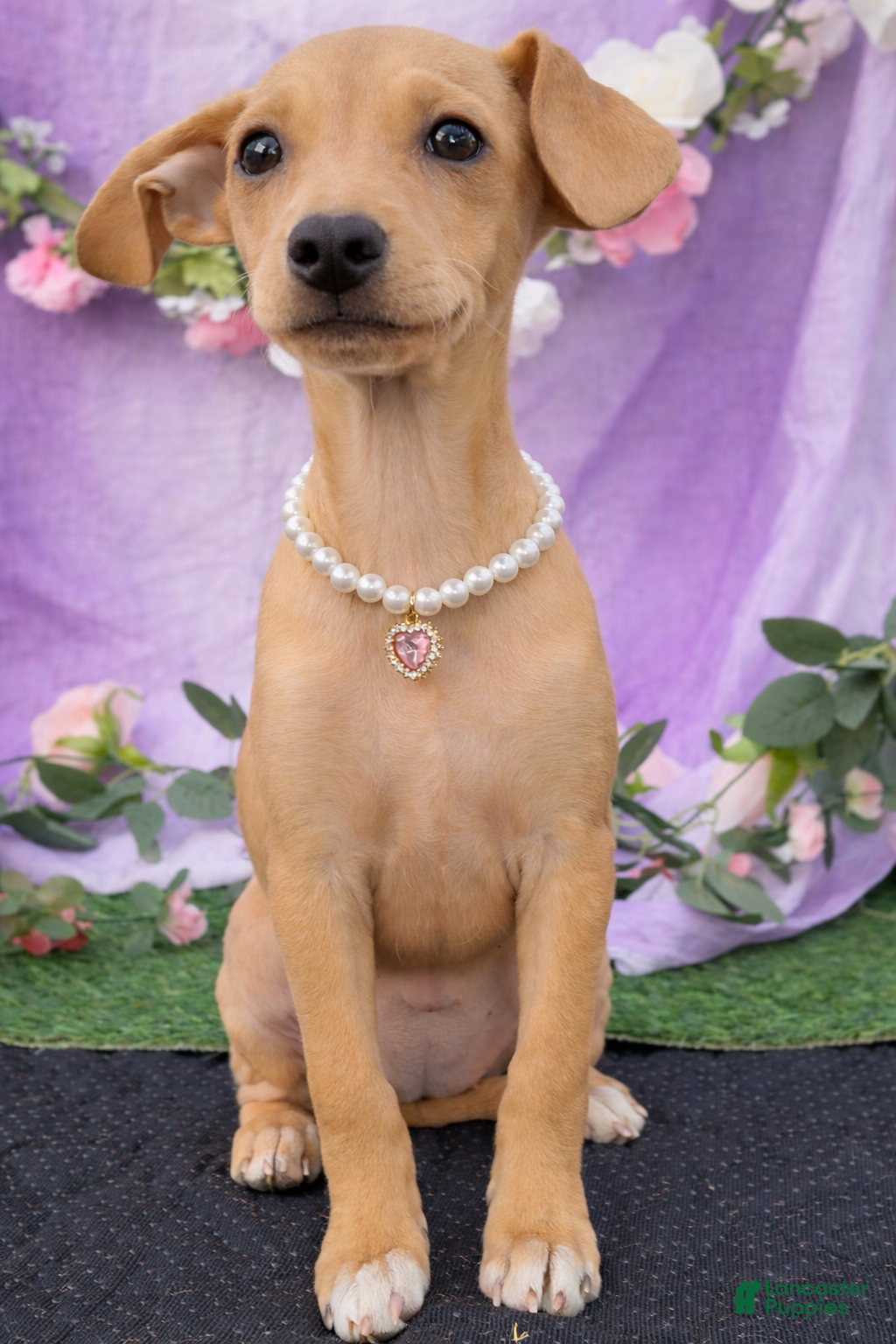 Chiweenie dogs Chiweenie Puppy 1 - Ad 2