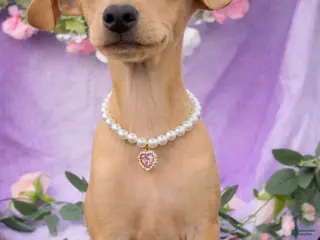 Chiweenie dogs Chiweenie Puppy 1 - Ad 2