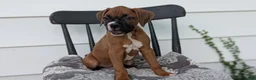 Boxer dogs for sale: Kona - Ad 6