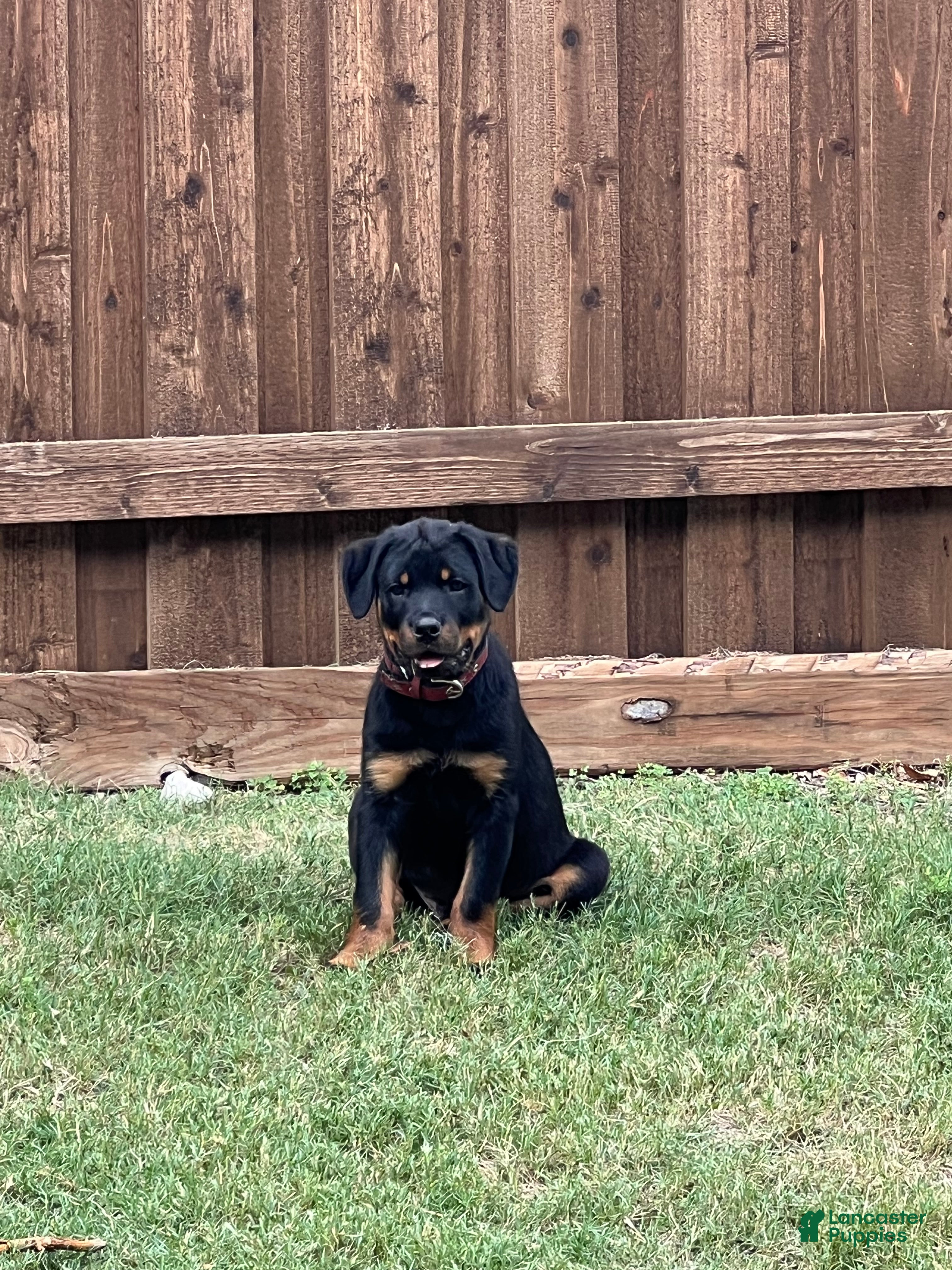 Rottweiler dogs Rottweiler Puppy 2 - Ad 1