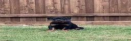 Rottweiler dogs for sale: Rottweiler Puppy 2 - Ad 1