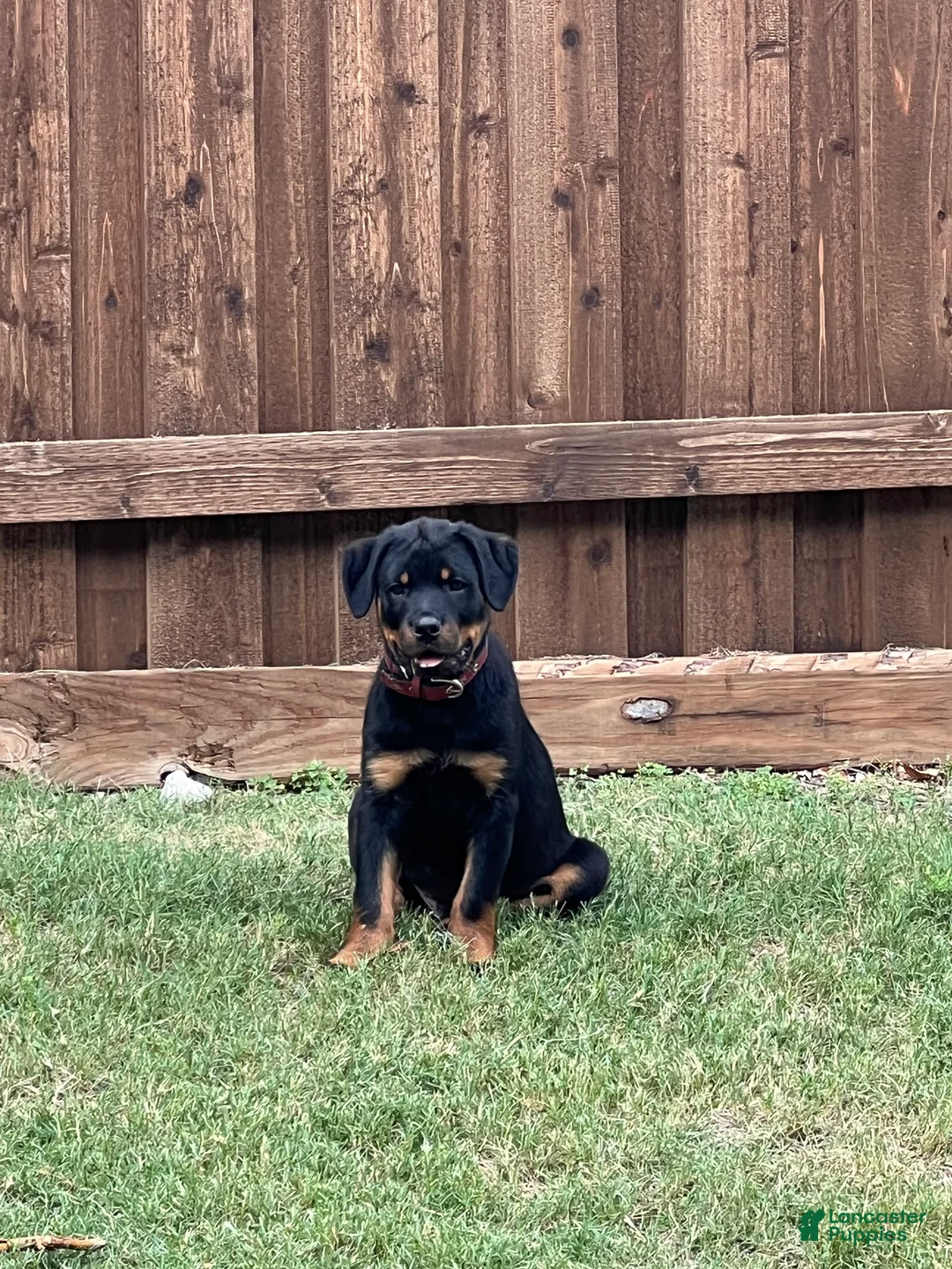 Rottweiler dogs for sale: Rottweiler Puppy 2 - Ad 1