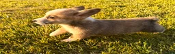 Welsh Corgi Pembroke dogs for sale: Mable - Ad 8
