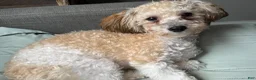 Teddy Bear dogs for sale: Whitney - Ad 5