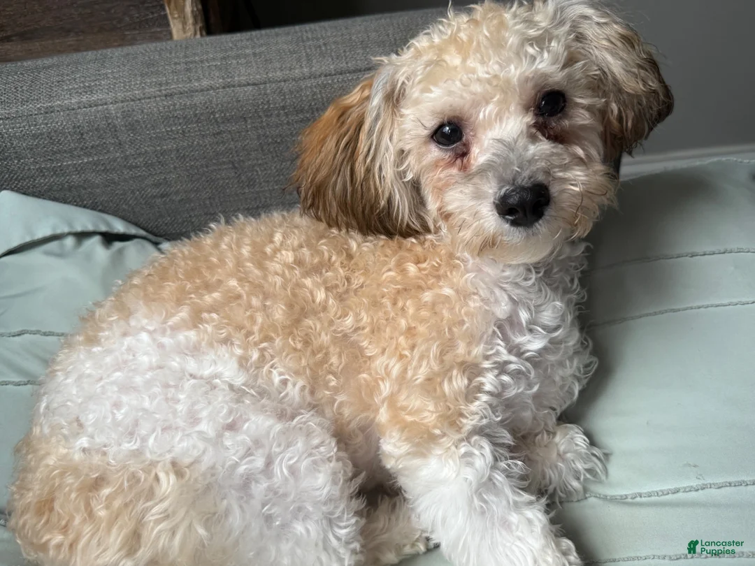 Teddy Bear dogs for sale: Whitney - Ad 5