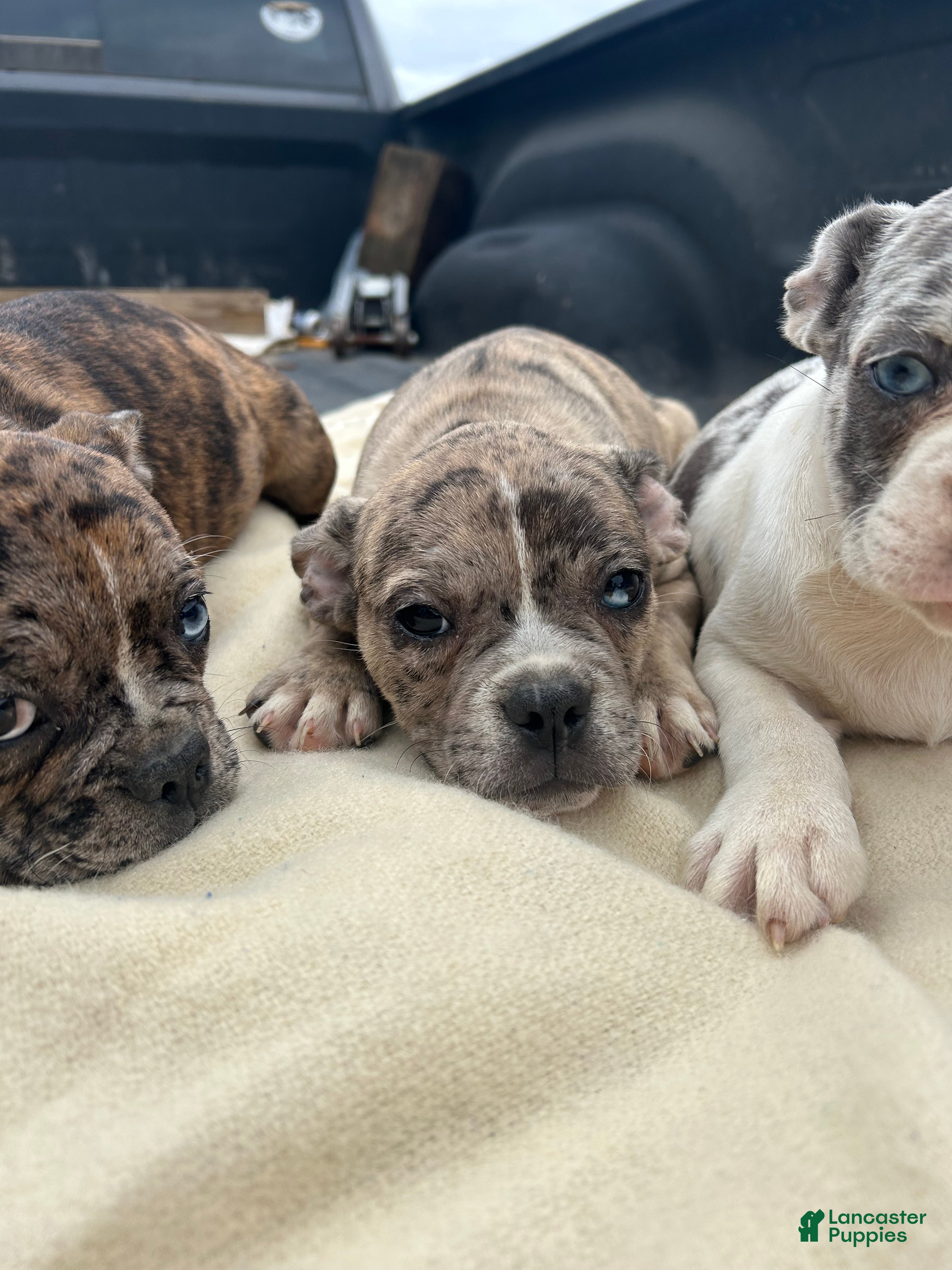 Mixed Breed dogs for sale: Mocha - Ad 25