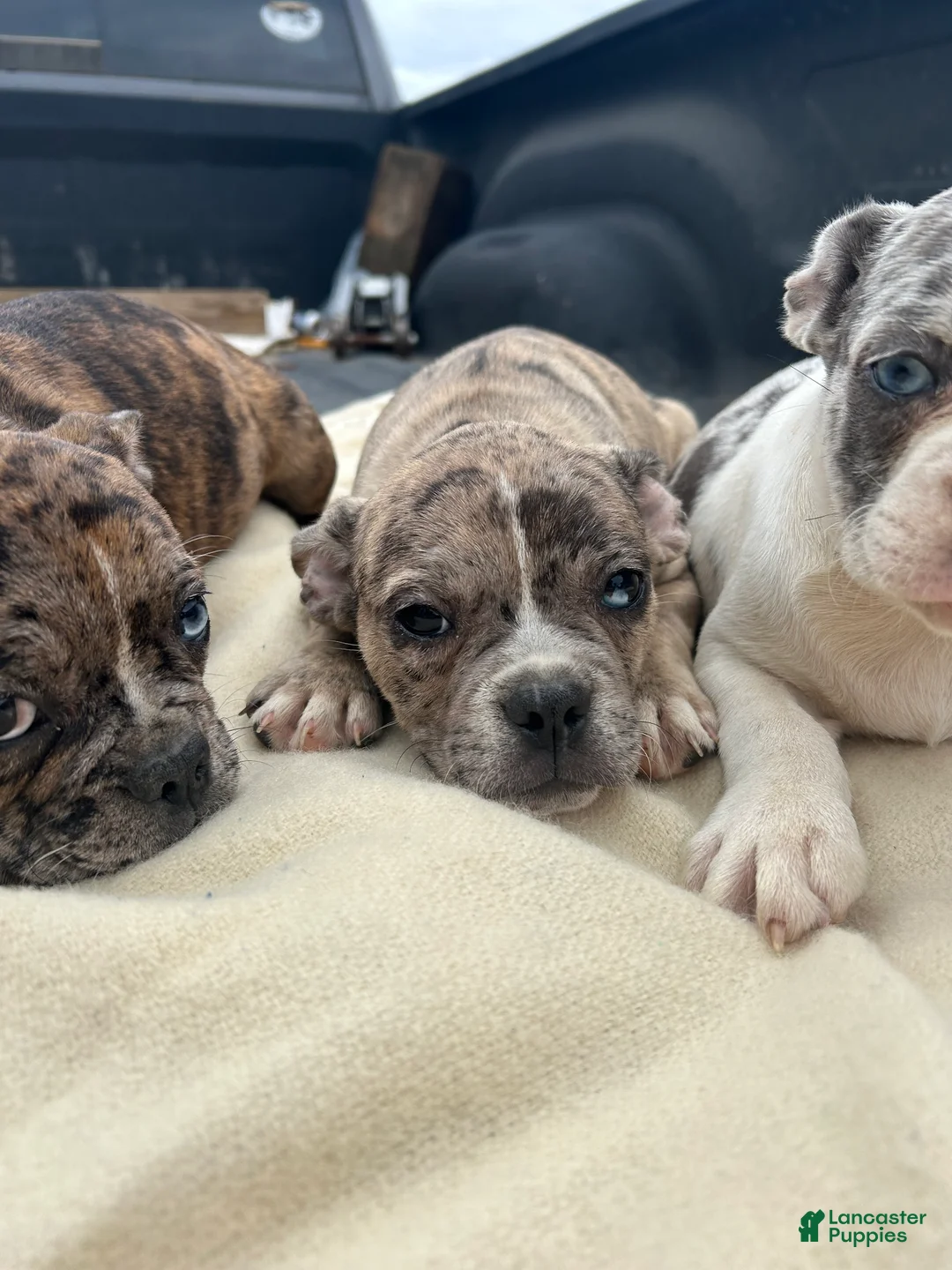 Mixed Breed dogs for sale: Mocha - Ad 1