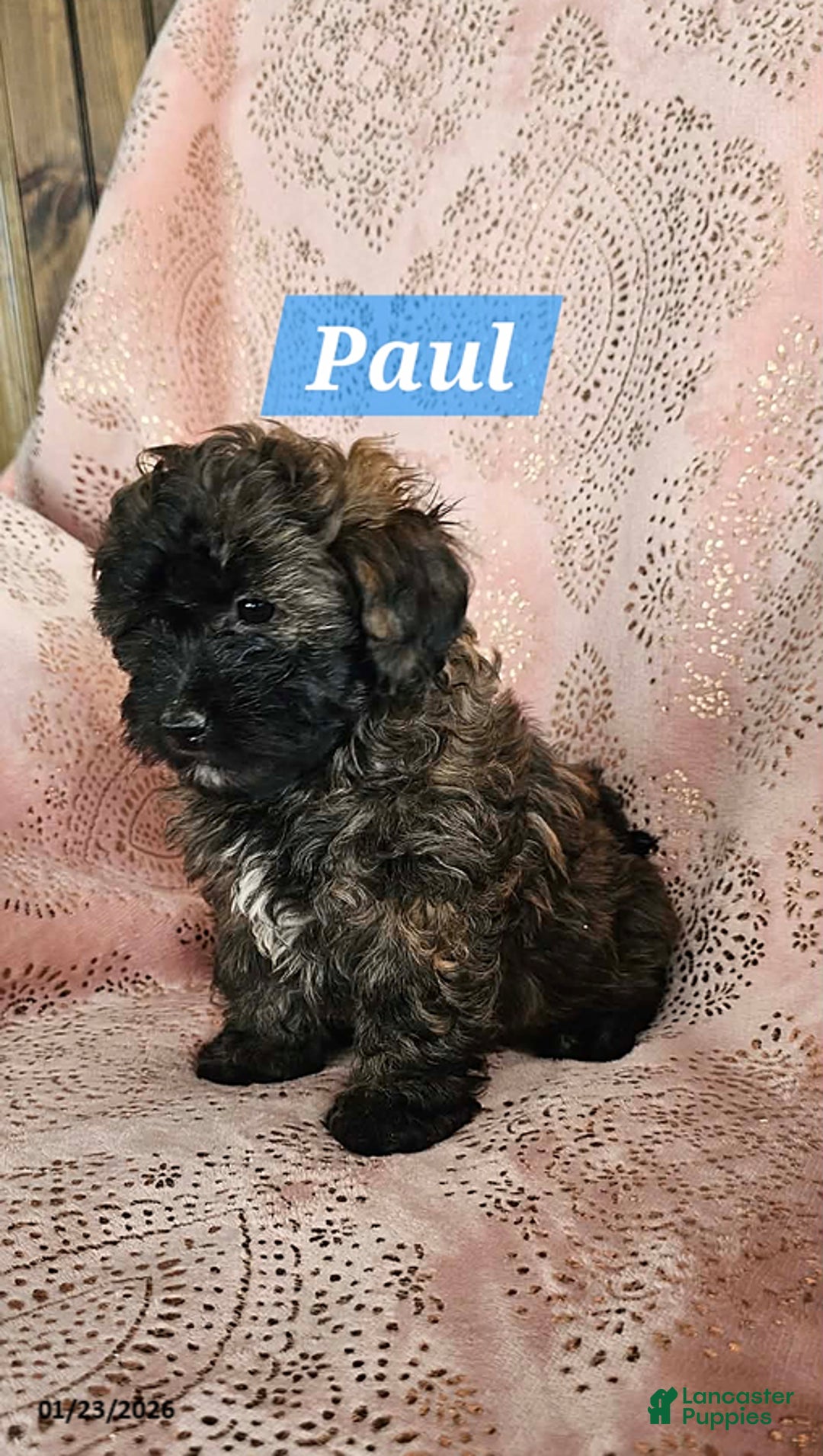 Shihpoo dogs for sale: Paul - Ad 5
