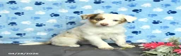 Miniature Australian Shepherd dogs for sale: Flynn - Ad 1