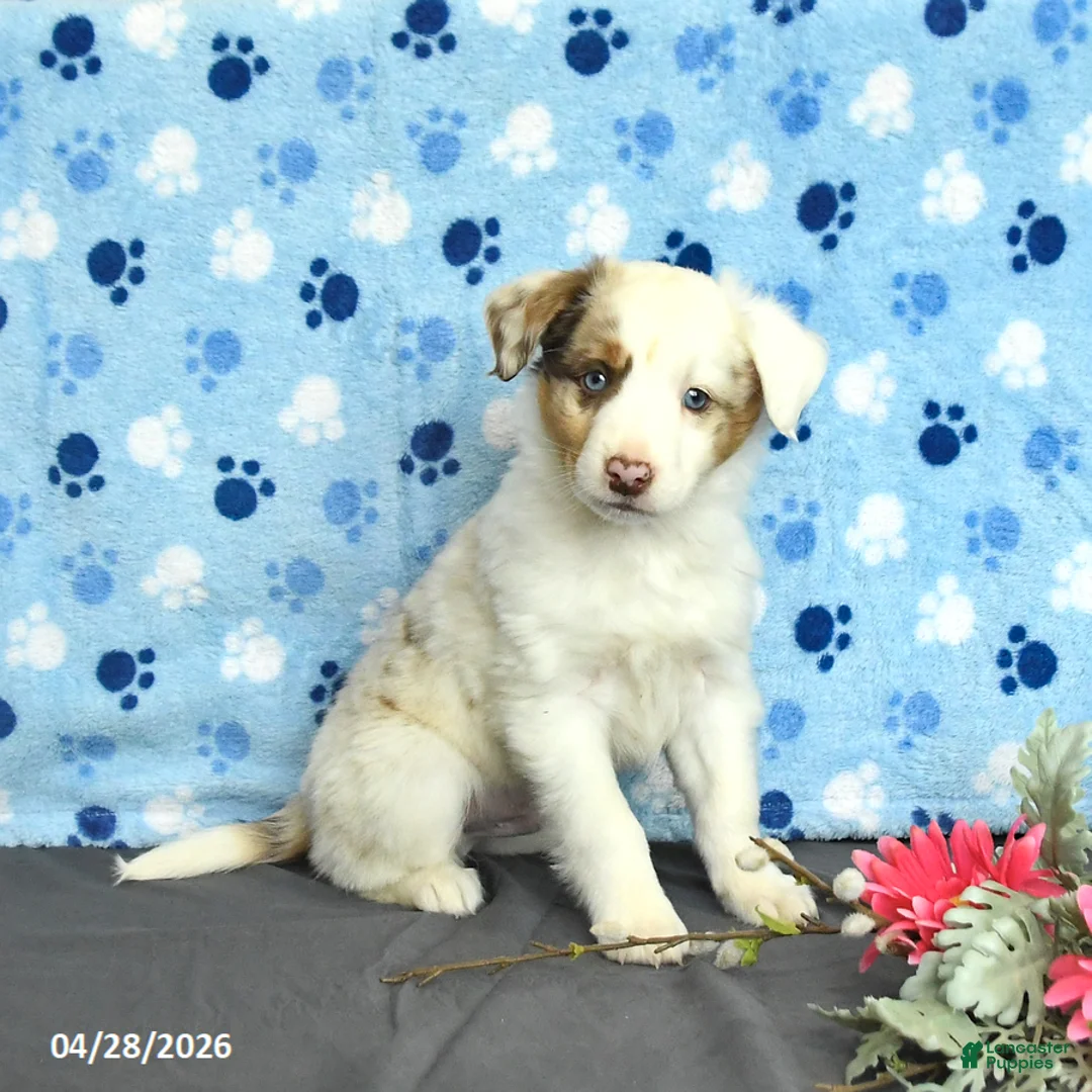 Miniature Australian Shepherd dogs for sale: Flynn - Ad 1