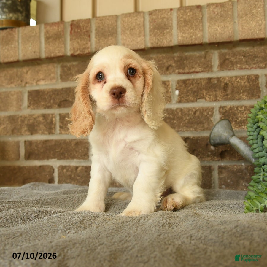 English Cocker Spaniel dogs Jojo - Ad 1