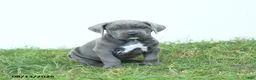 Cane Corso dogs for sale: Ranger - Ad 2