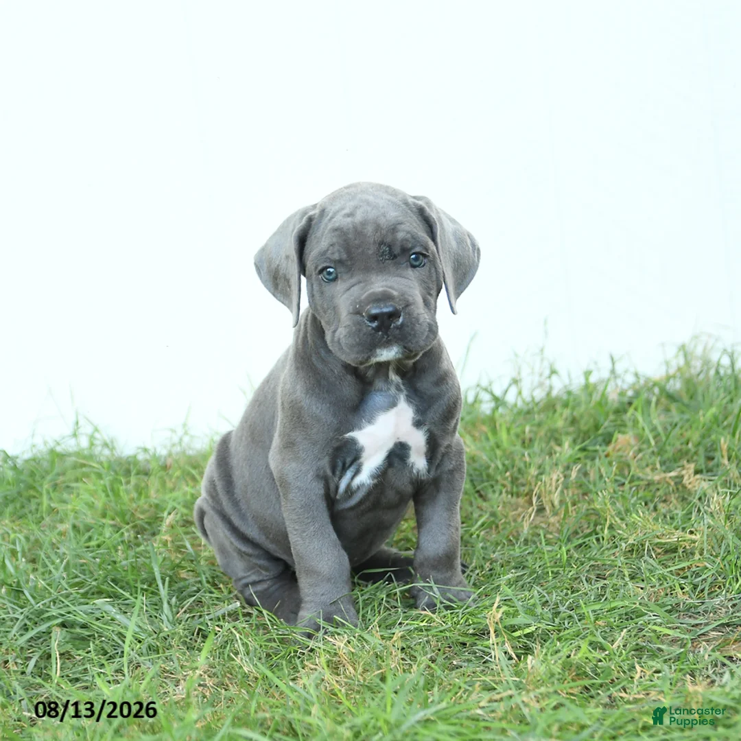 Cane Corso dogs for sale: Ranger - Ad 2