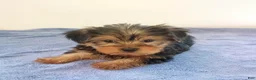 Yorkshire Terrier dogs for sale: Hunter - Ad 2