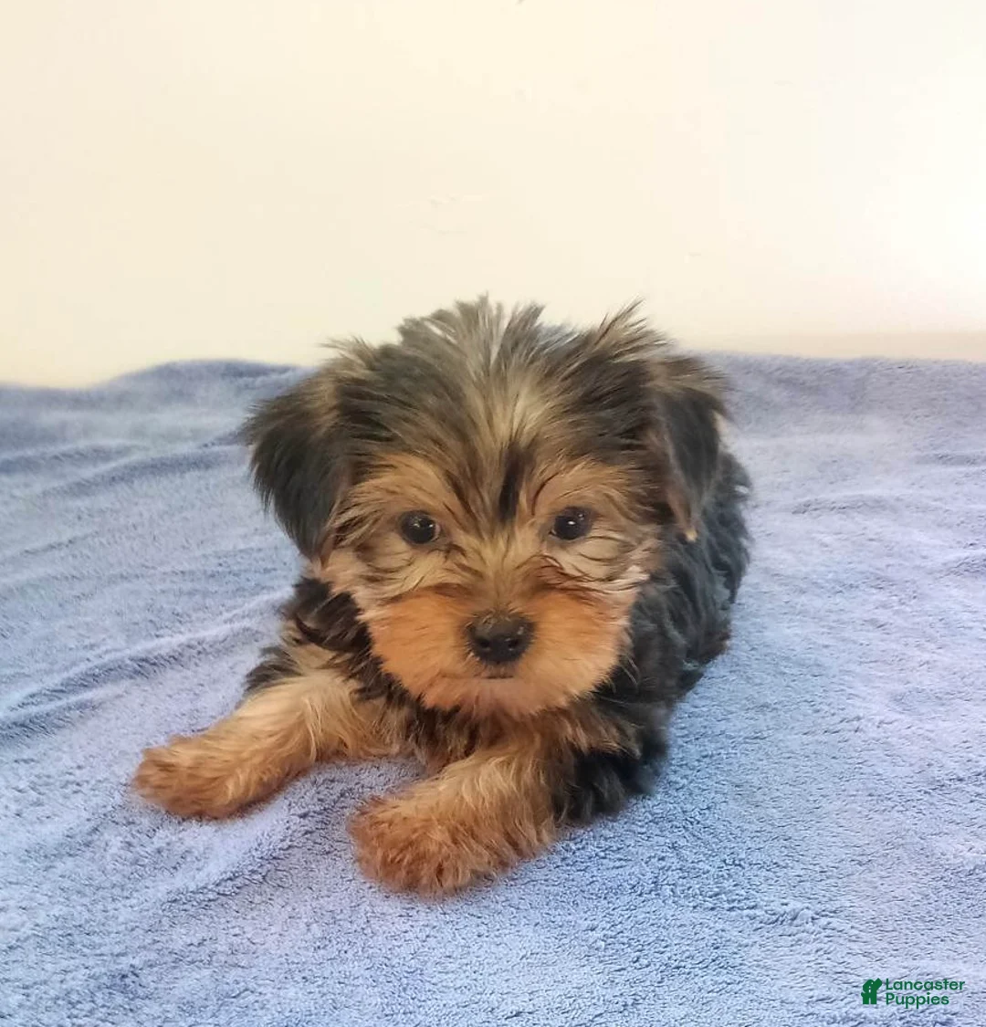 Yorkshire Terrier dogs for sale: Hunter - Ad 2