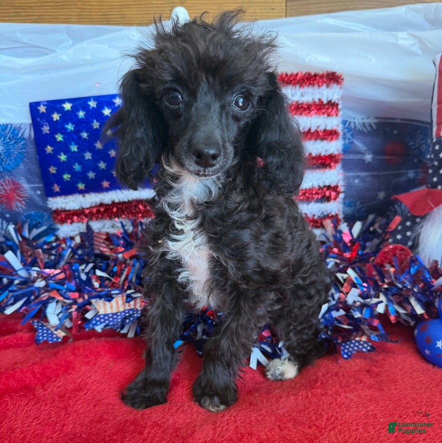 Toy Poodle dogs Lady - Ad 23