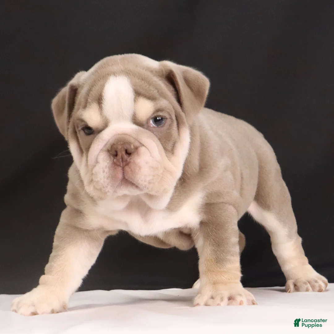 English Bulldog dogs for sale:  Titus - Ad 15