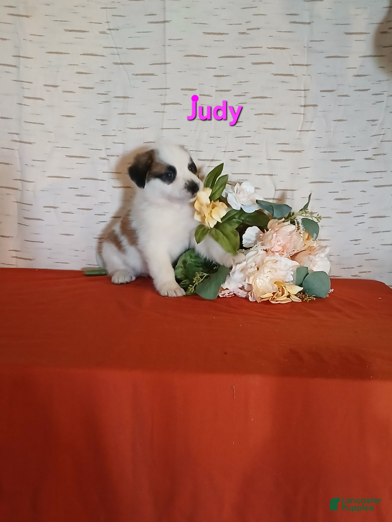 Saint Bernard dogs Judy  - Ad 2