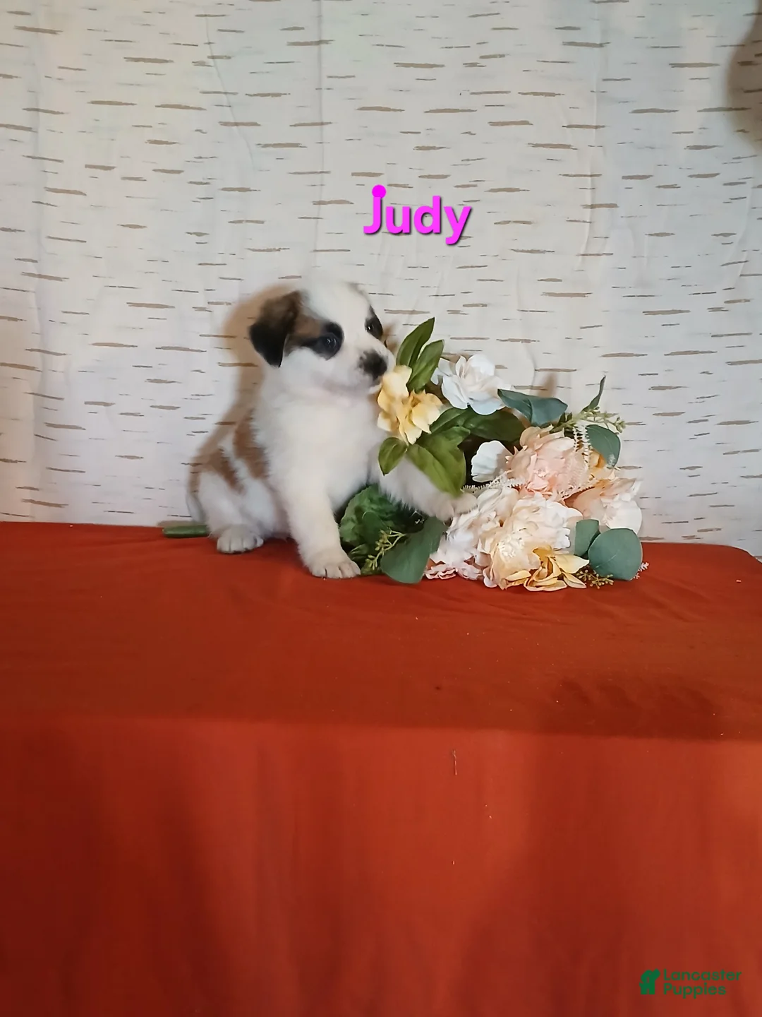 Saint Bernard dogs for sale: Judy  - Ad 2