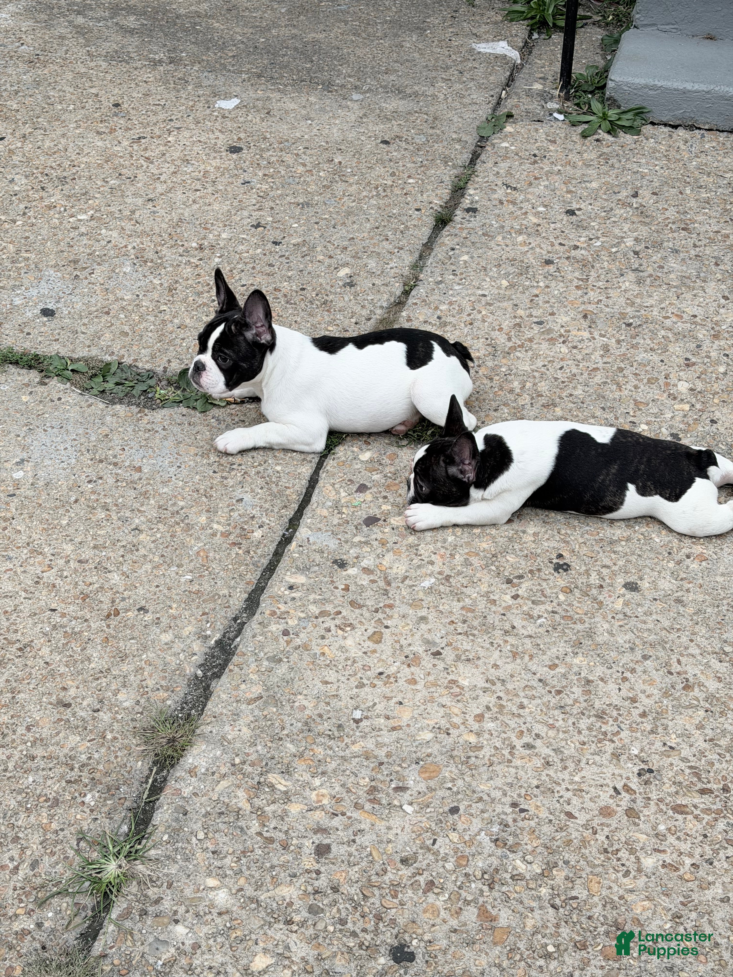French Bulldog dogs French Bulldog 3 - Ad 2