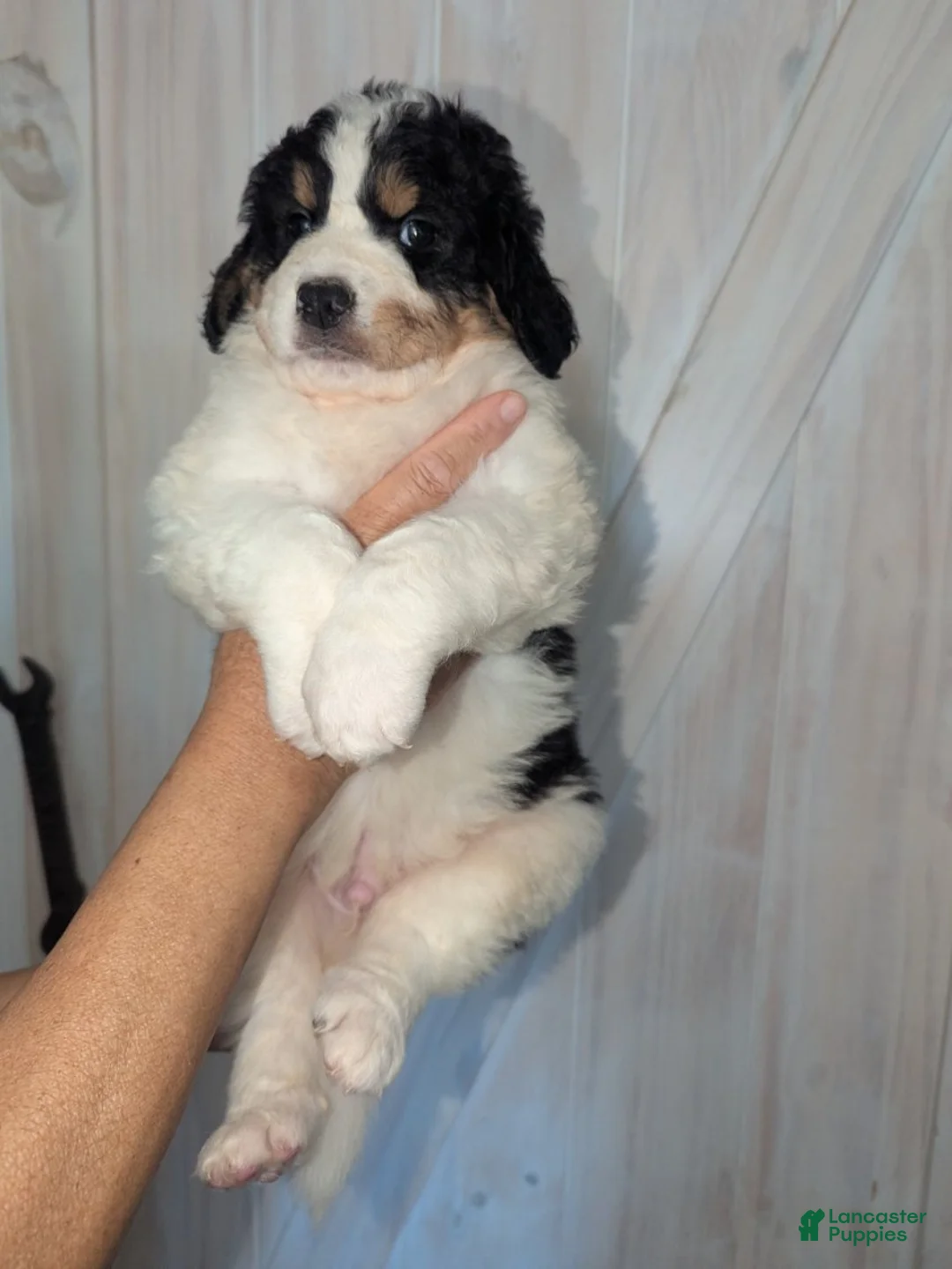 Mixed Breed dogs for sale: Diego - Ad 1