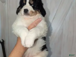 Mixed Breed dogs Diego - Ad 17