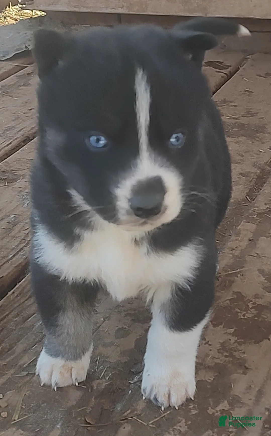 Siberian Husky dogs for sale: Siberian Husky Puppy 6 - Ad 2