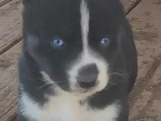 Siberian Husky dogs Siberian Husky Puppy 6 - Ad 37