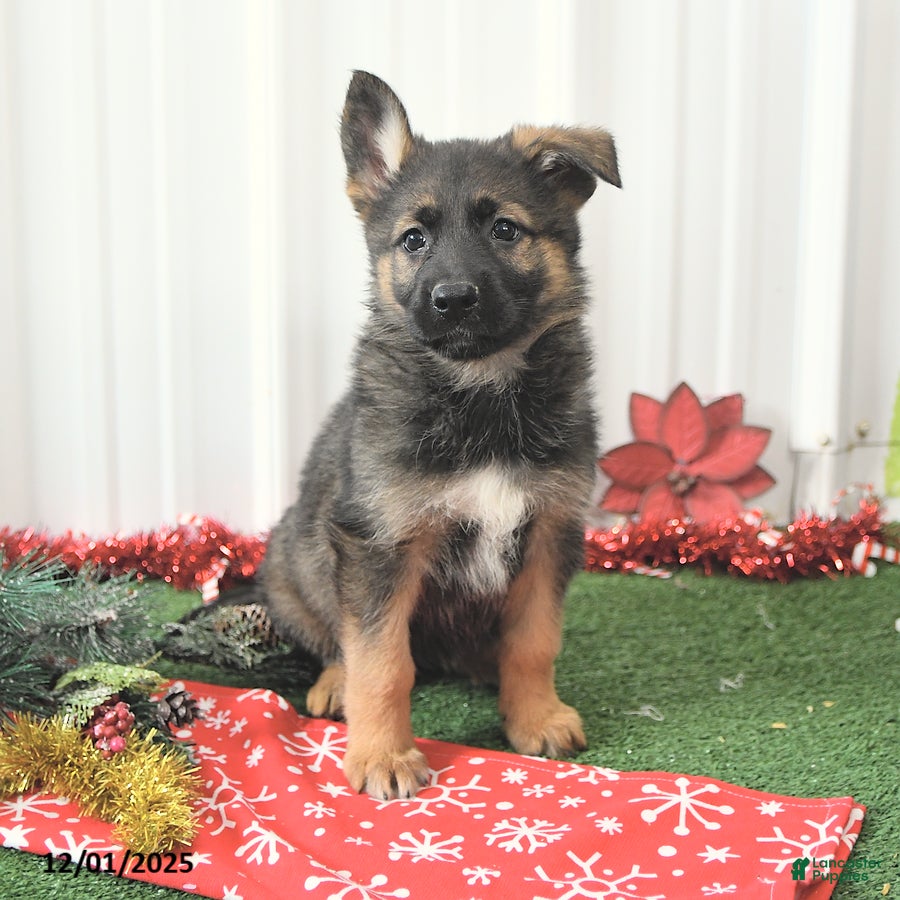 German Shepherd dogs Awsome - Ad 32