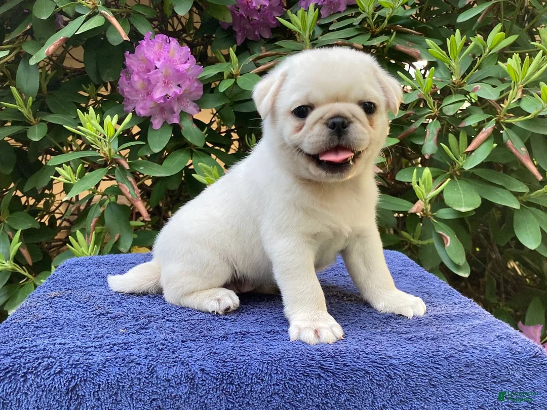 Pug dogs for sale: Snowball - Ad 1