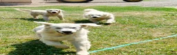Golden Retriever dogs for sale: Ingalls - Ad 8