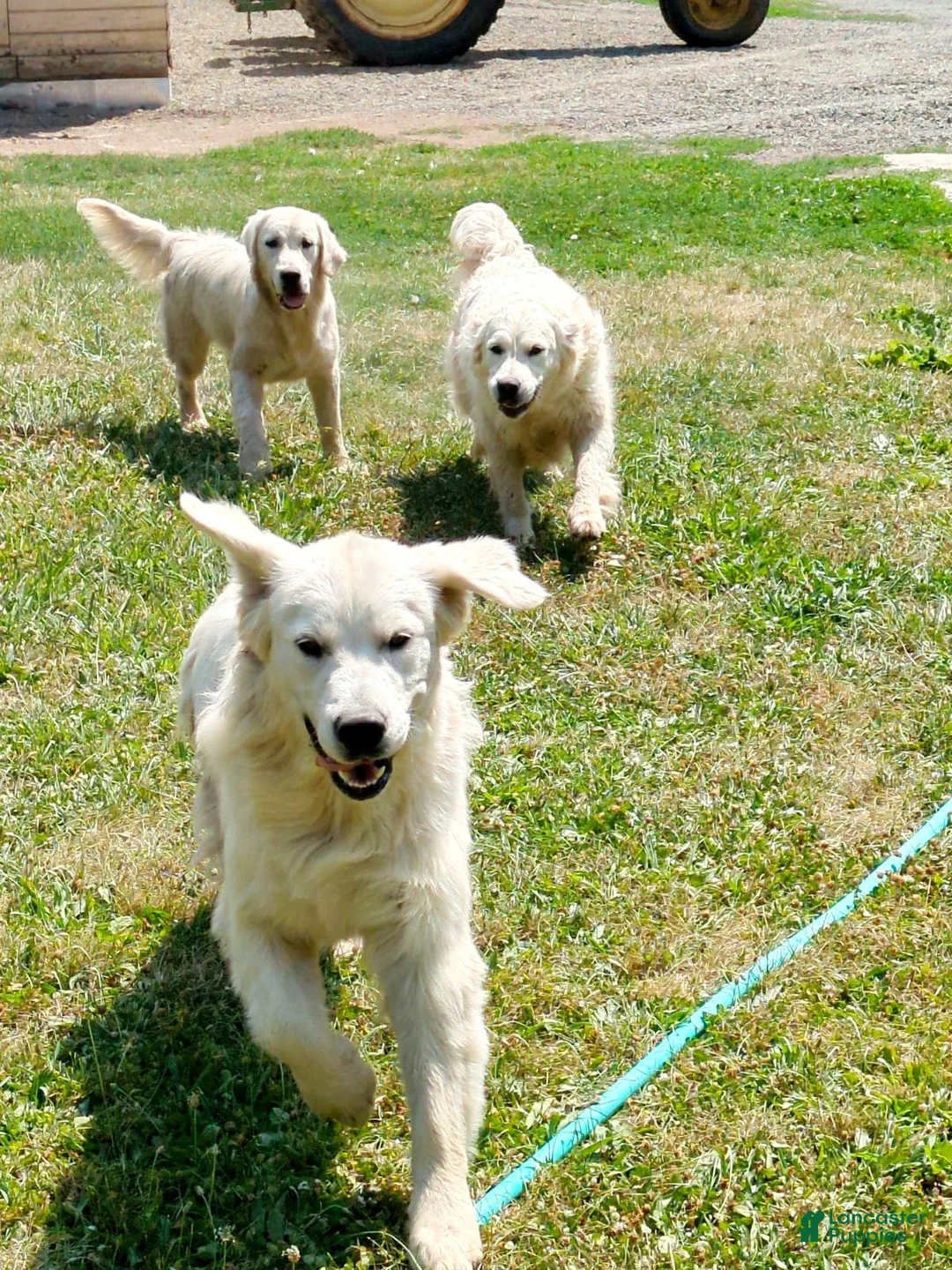 Golden Retriever dogs for sale: Ingalls - Ad 8