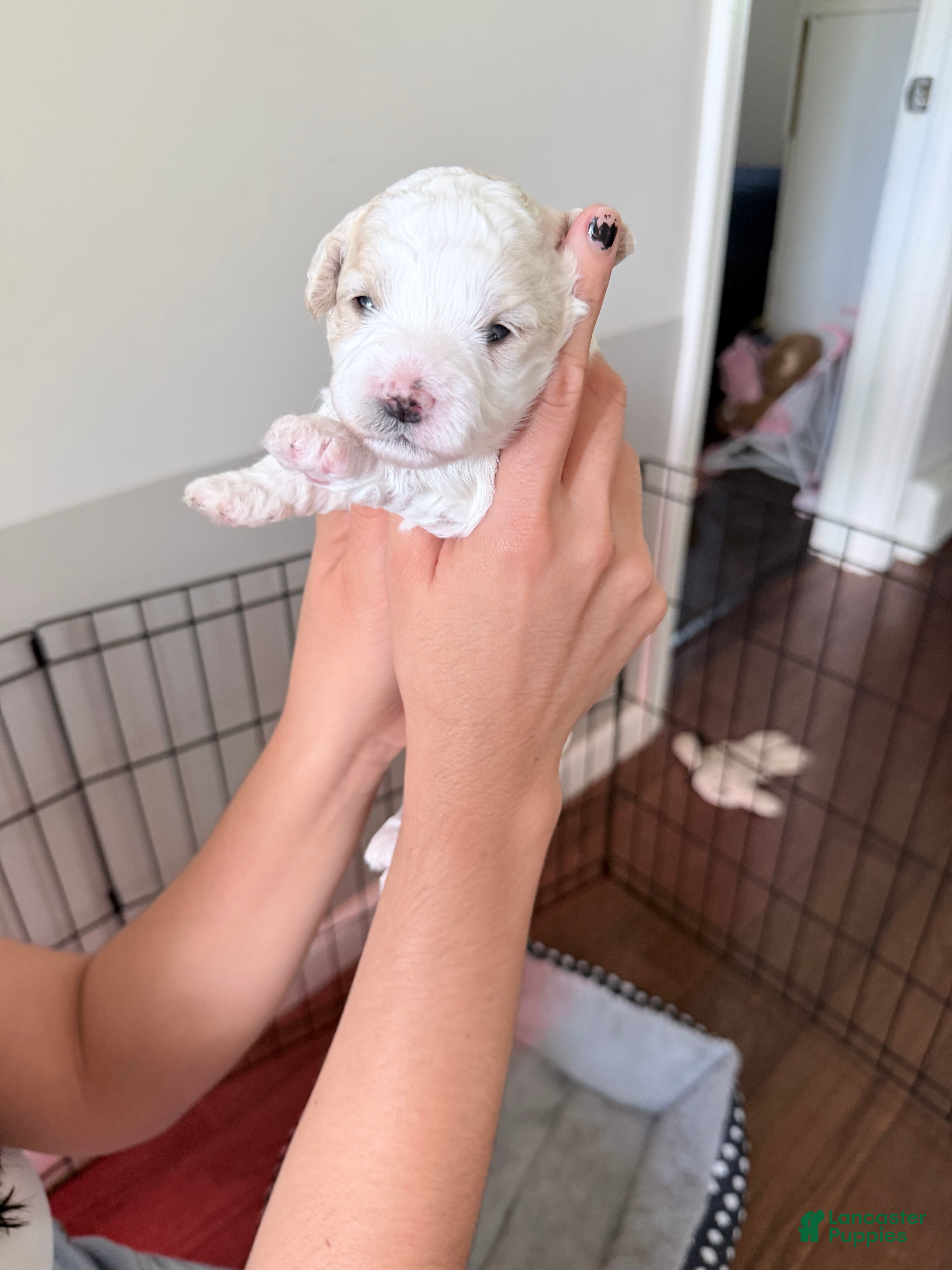 Toy Poodle dogs Arrocito/rice - Ad 2