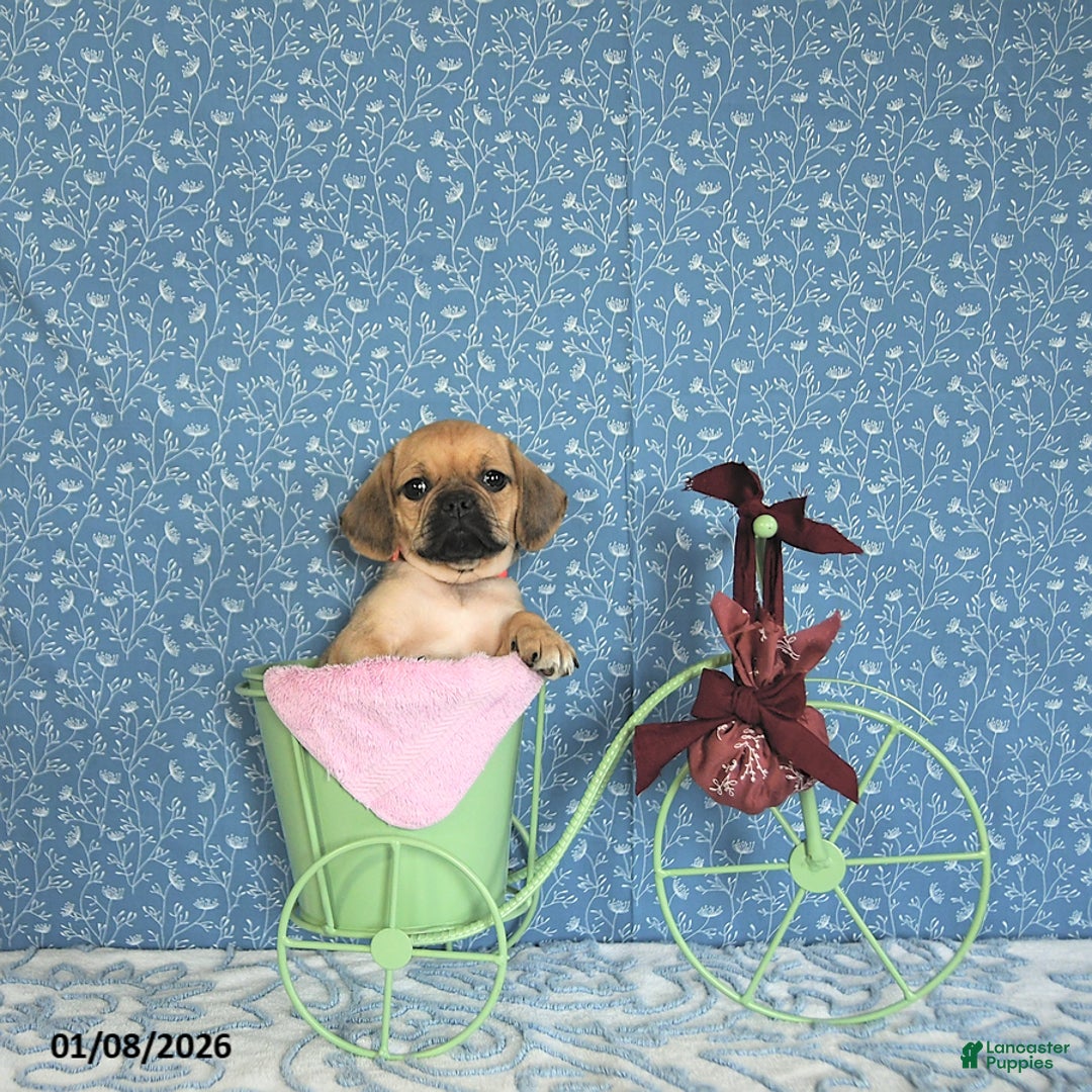 Puggle dogs for sale: Kaci - Ad 3