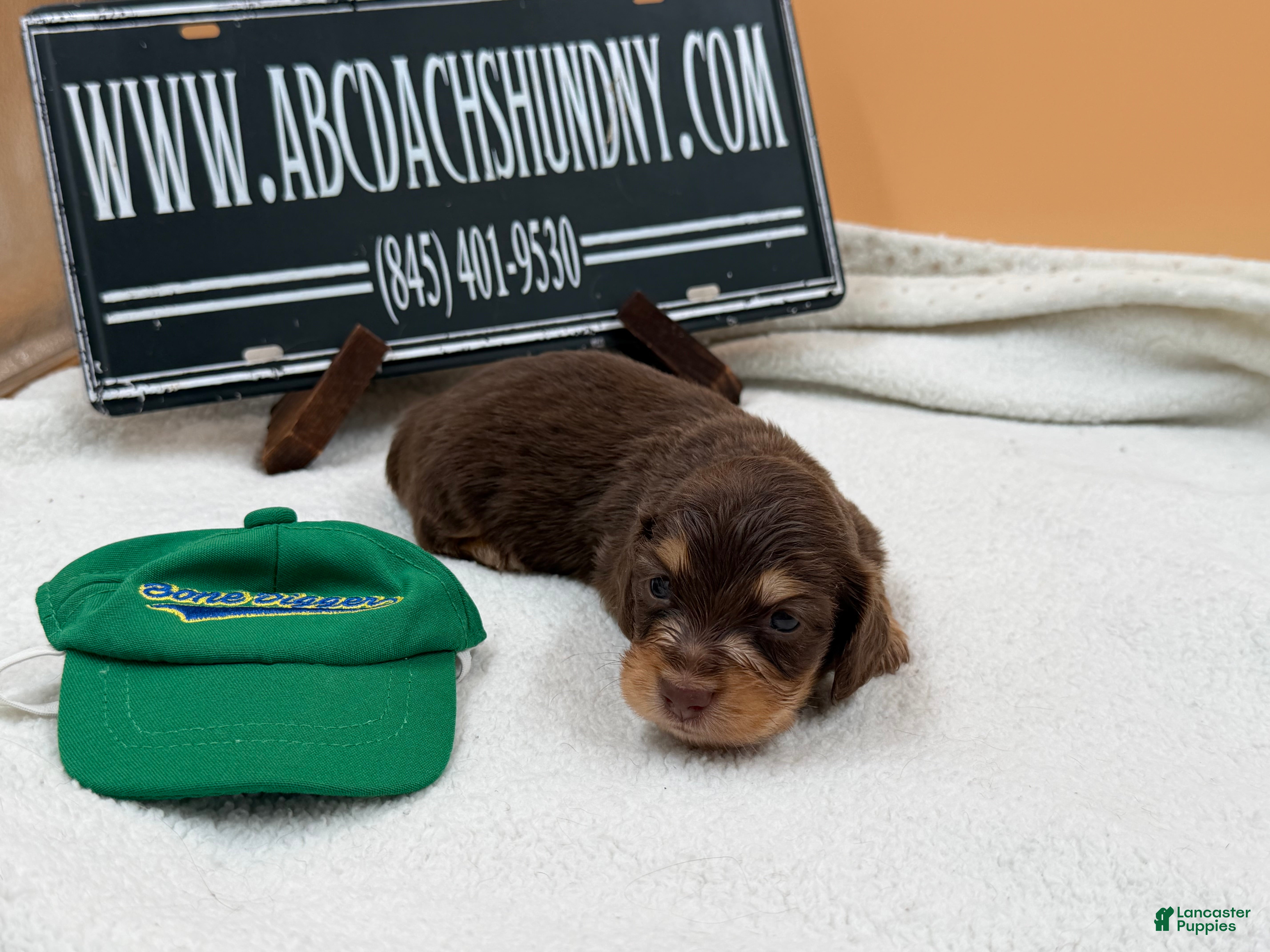 Miniature Dachshund dogs Pra clear AKC russian - Ad 36
