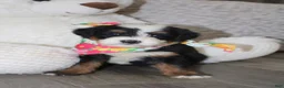 Mini Bernedoodle dogs for sale: Bonnie - Ad 3