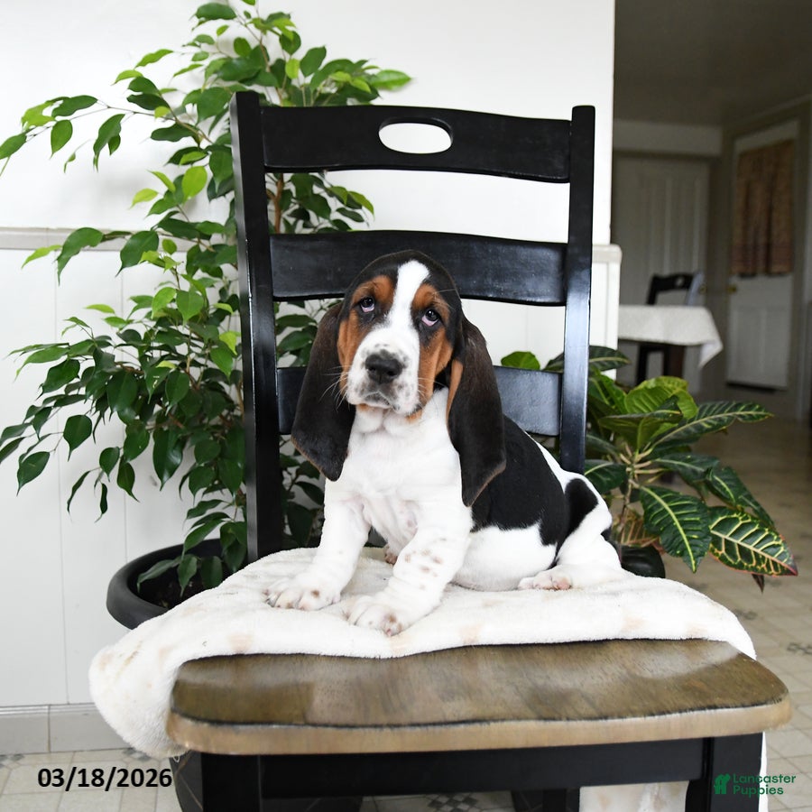 Basset Hound dogs Jingles - Ad 1