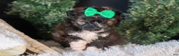 Mini Aussiedoodle dogs for sale: Gary - Ad 12