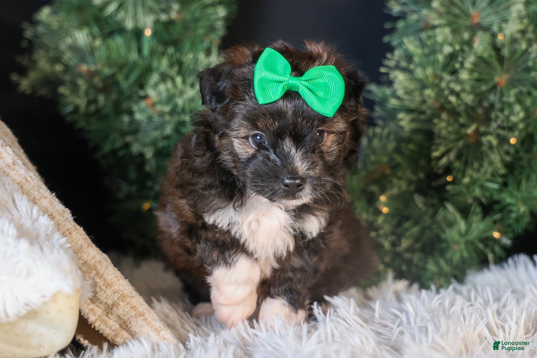 Mini Aussiedoodle dogs for sale: Gary - Ad 12