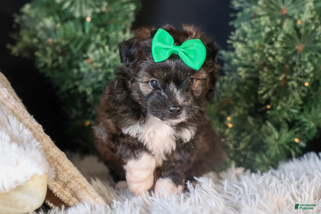 Mini Aussiedoodle dogs for sale: Gary - Ad 1