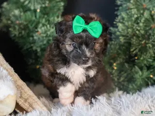 Mini Aussiedoodle dogs Gary - Ad 9