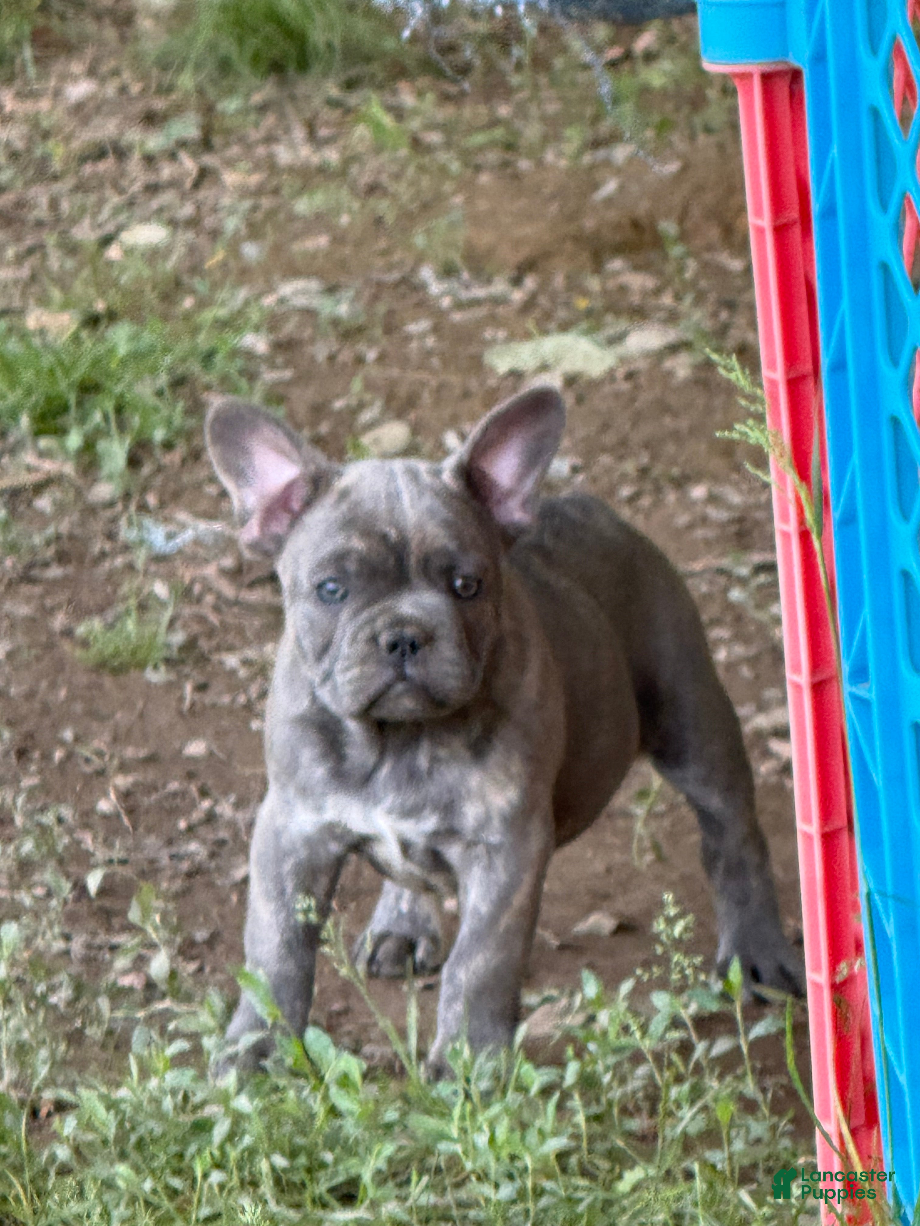 French Bulldog dogs French Bulldog Puppy 1 - Ad 11