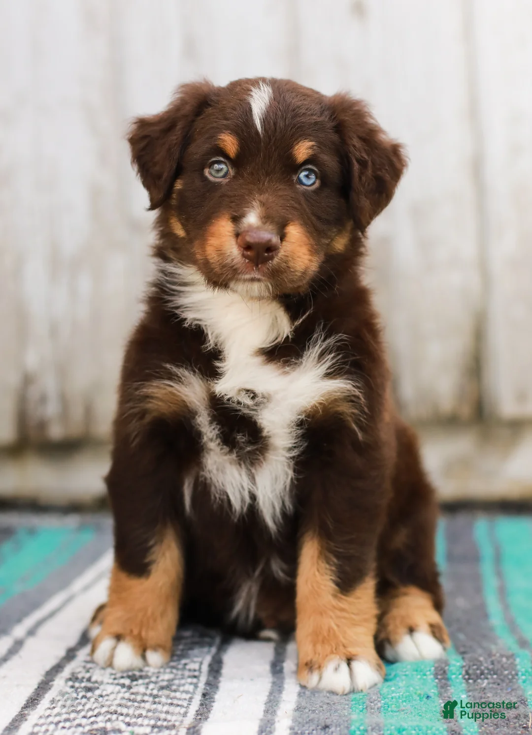 Australian Shepherd dogs for sale: Travis - Ad 1