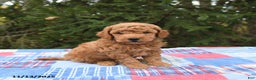 Mini Goldendoodle dogs for sale: Jersey - Ad 3