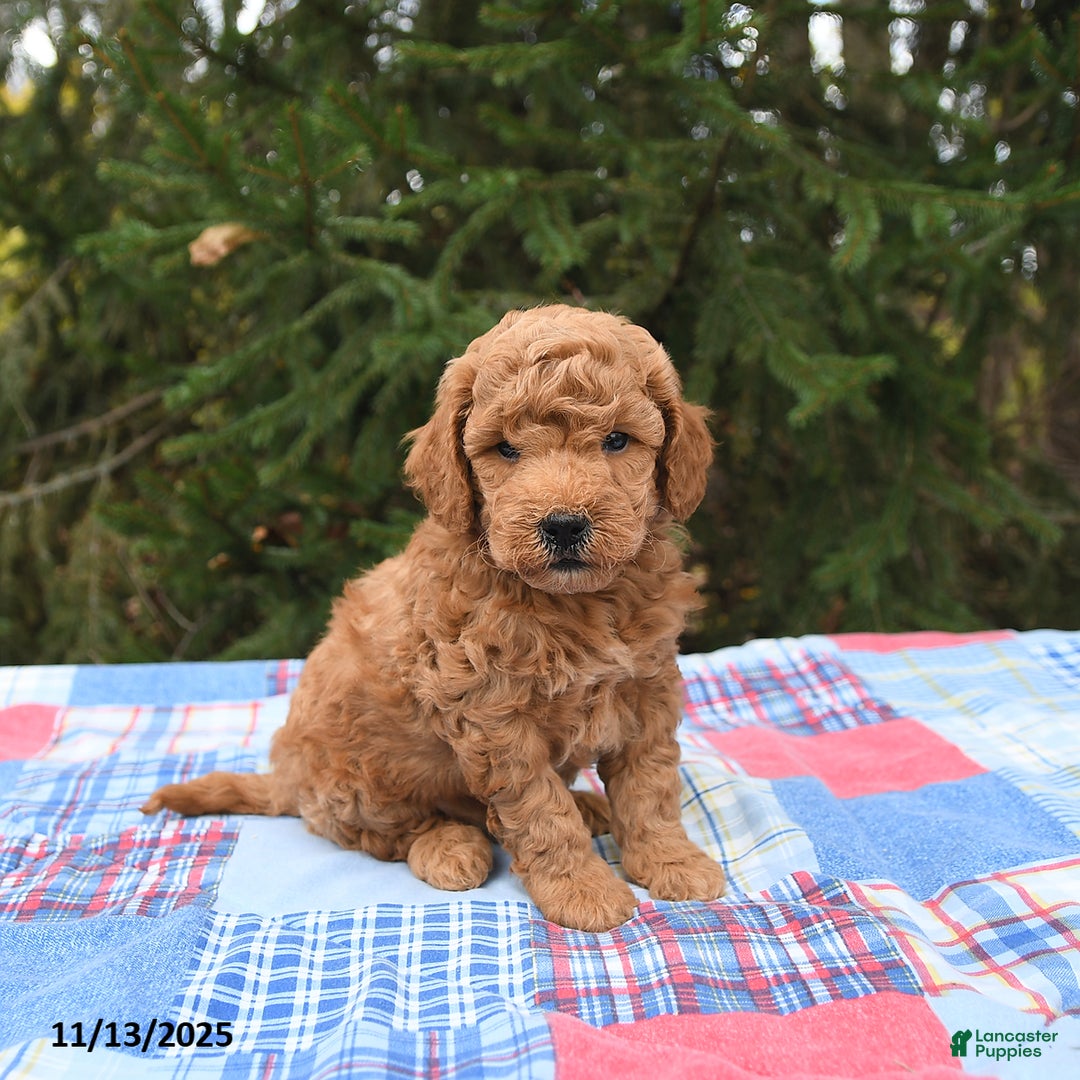 Mini Goldendoodle dogs for sale: Jersey - Ad 3