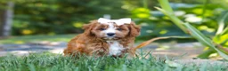 Cavapoo dogs for sale: Liberty - Ad 6